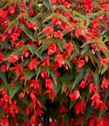Begonia boliviensis Starshine Orange 1 Bulb