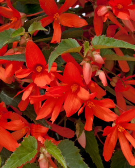Begonia boliviensis Starshine Orange 1 Bulb