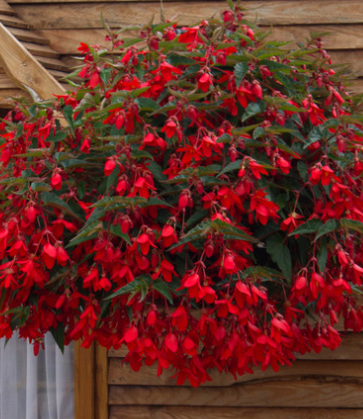 Begonia boliviensis Firewings Red 1 Bulb