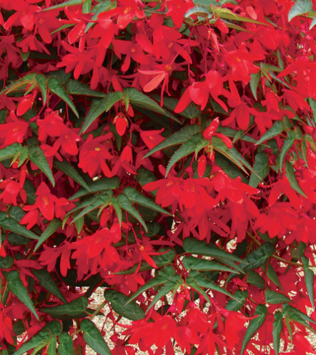 Begonia boliviensis Firewings Red 1 Bulb