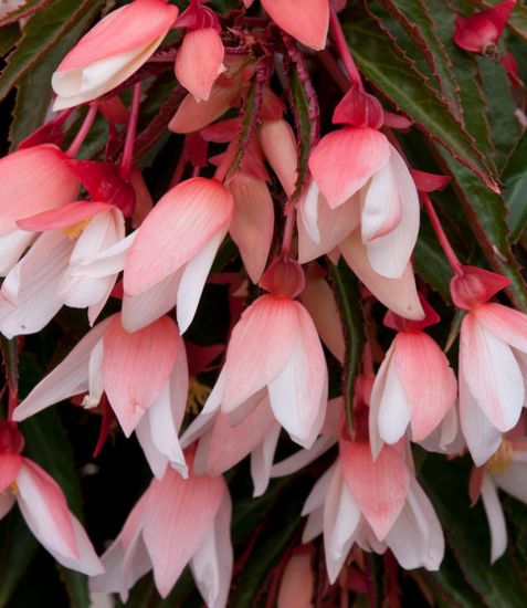 Begonia boliviensis Starshine Appleblossom 1 Bulb