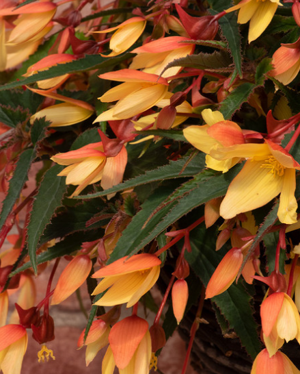 Begonia boliviensis Starshine Calypso 1 Bulb
