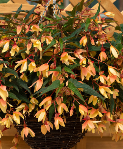 Begonia boliviensis Starshine Calypso 1 Bulb