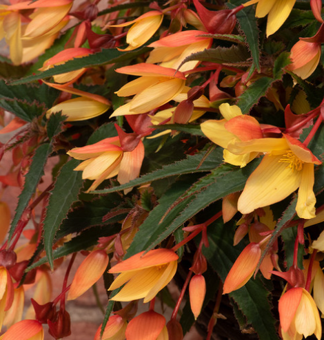 Begonia boliviensis Starshine Calypso 1 Bulb
