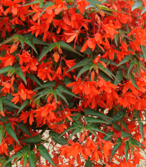 Begonia boliviensis Firewings Orange 1 Bulb