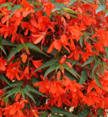 Begonia boliviensis Firewings Orange 1 Bulb