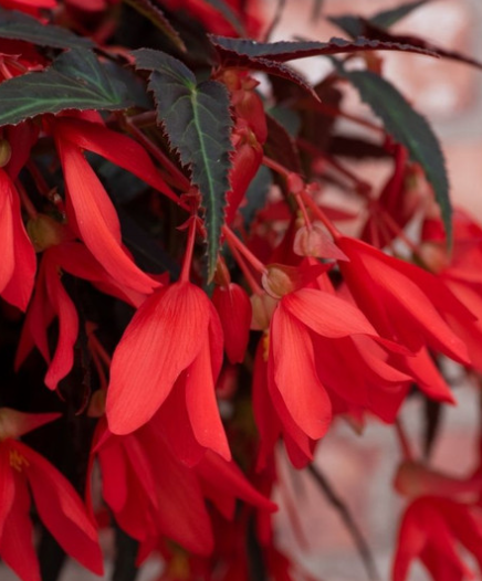 Begonia boliviensis Starshine Bronze Red 1 Bulb