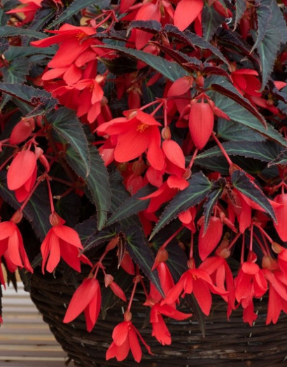 Begonia boliviensis Starshine Bronze Red 1 Bulb