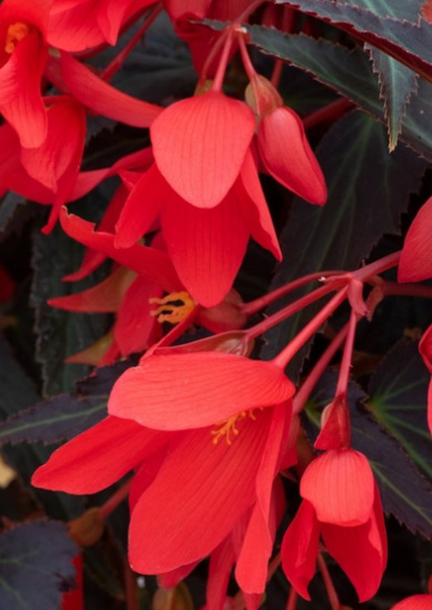 Begonia boliviensis Starshine Bronze Red 1 Bulb
