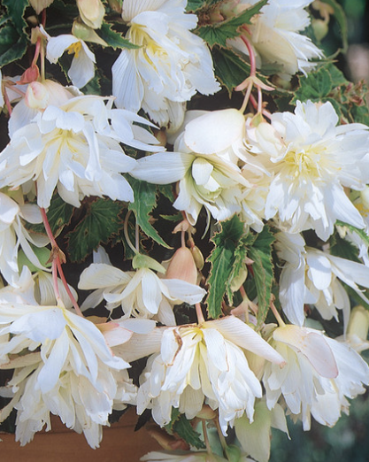 Begonia Hanging White 1 Bulb