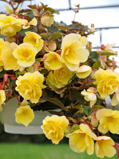 Begonia Illumination Lemon 1 Bulb