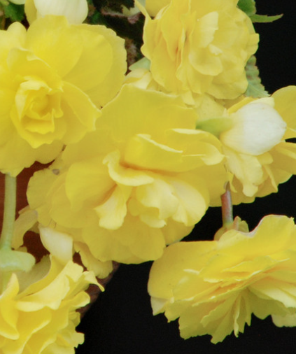 Begonia Illumination Lemon 1 Bulb