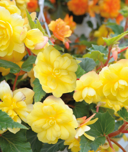 Begonia Illumination Lemon 1 Bulb