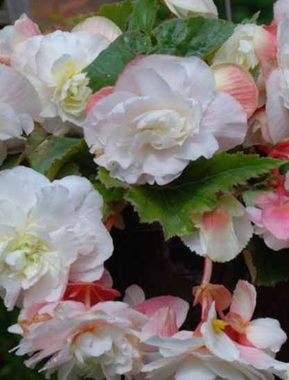 Begonia Splendide Ice Maiden 1 Bulb