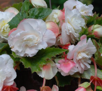Begonia Splendide Ice Maiden 1 Bulb