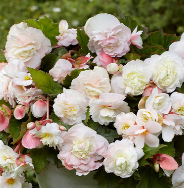 Begonia Splendide Ice Maiden 1 Bulb