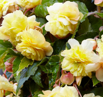Begonia Hanging Full Scented Odorata Sunny Dream 1 Bulb