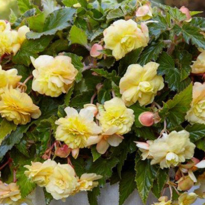 Begonia Hanging Full Scented Odorata Sunny Dream 1 Bulb