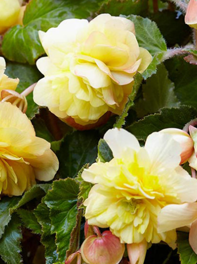 Begonia Hanging Full Scented Odorata Sunny Dream 1 Bulb