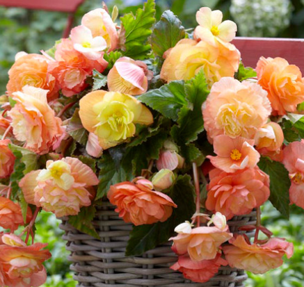 Begonia Splendide Ballerina 1 Bulb