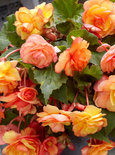 Begonia Splendide Ballerina 1 Bulb