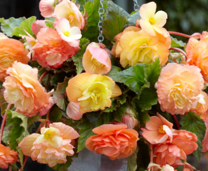 Begonia Splendide Ballerina 1 Bulb