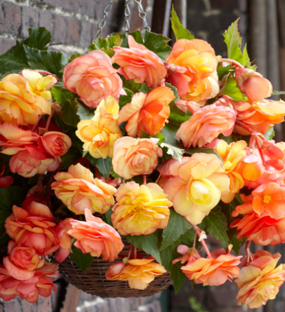 Begonia Splendide Ballerina 1 Bulb