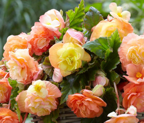 Begonia Splendide Ballerina 1 Bulb