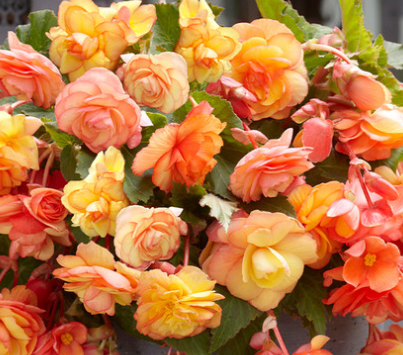 Begonia Splendide Ballerina 1 Bulb