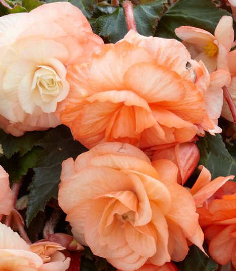 Begonia Odorata Splendide Apricot 1 Bulb