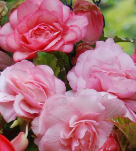 Begonia Splendide Alifra 1 Bulb