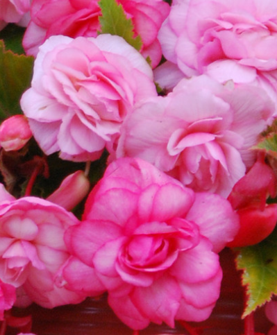 Begonia Splendide Alifra 1 Bulb