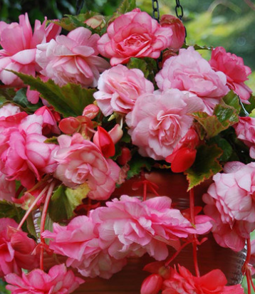 Begonia Splendide Alifra 1 Bulb