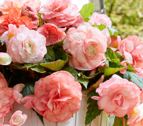 Begonia Splendide Flamenca 1 Bulb