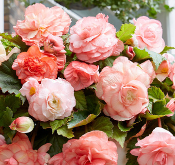 Begonia Splendide Flamenca 1 Bulb