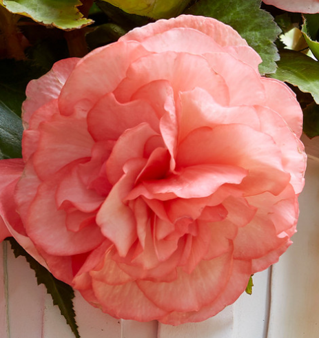 Begonia Splendide Flamenca 1 Bulb