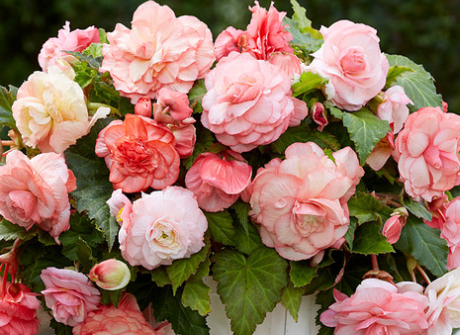 Begonia Splendide Flamenca 1 Bulb