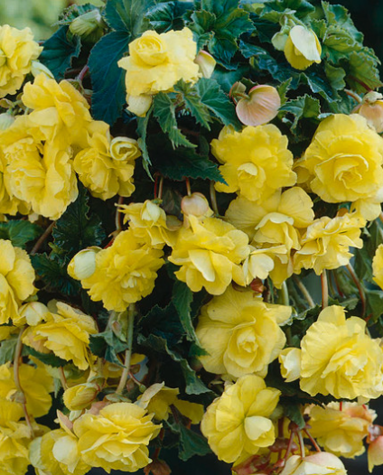 Begonia Giant Cascading Exhibition Yellow 1 Bulb