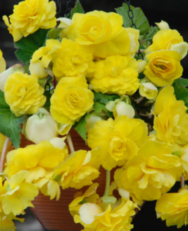 Begonia Giant Cascading Exhibition Yellow 1 Bulb