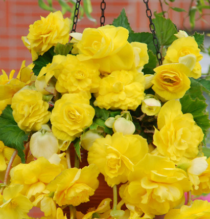 Begonia Giant Cascading Exhibition Yellow 1 Bulb