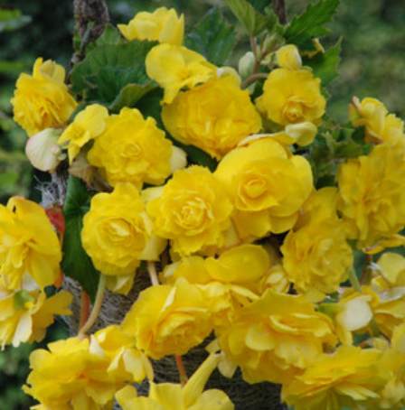 Begonia Giant Cascading Exhibition Yellow 1 Bulb