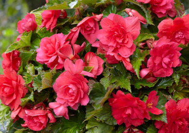 Begonia Giant Cascading Exhibition Pink 1 Bulb