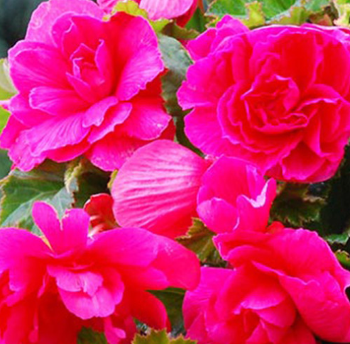 Begonia Giant Cascading Exhibition Pink 1 Bulb