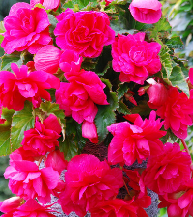 Begonia Giant Cascading Exhibition Pink 1 Bulb