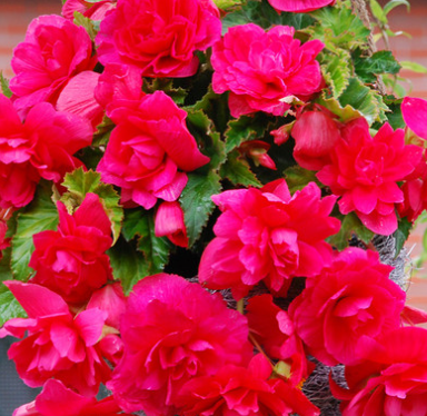 Begonia Giant Cascading Exhibition Pink 1 Bulb
