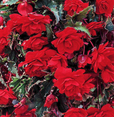 Begonia Giant Cascading Exhibition Scarlet 1 Bulb