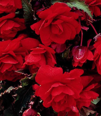 Begonia Giant Cascading Exhibition Scarlet 1 Bulb
