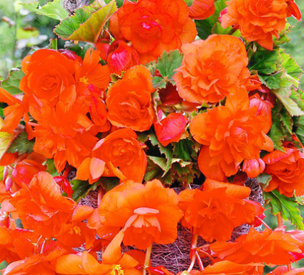Begonia Giant Cascading Exhibition Orange 1 Bulb