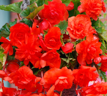 Begonia Giant Cascading Exhibition Orange 1 Bulb