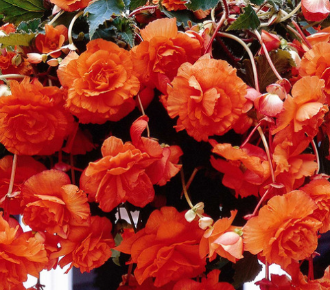 Begonia Giant Cascading Exhibition Orange 1 Bulb